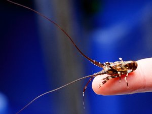 A new tropical rock lobster aquaculture industry for Northern Australia
