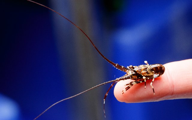 A new tropical rock lobster aquaculture industry for Northern Australia