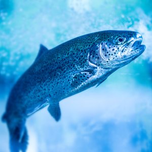 Blue Aquas Farming Arm raises $6.2 million to accelerate its aquaculture expansion in Singapore