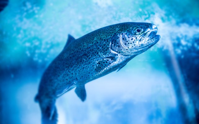 Blue Aquas Farming Arm raises $6.2 million to accelerate its aquaculture expansion in Singapore