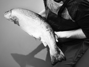 Icelandic project to produce sexless farmed salmon