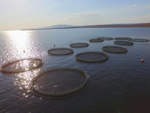 Aqua-Spark and NORFUND invest in Sub-Saharan African tilapia operation