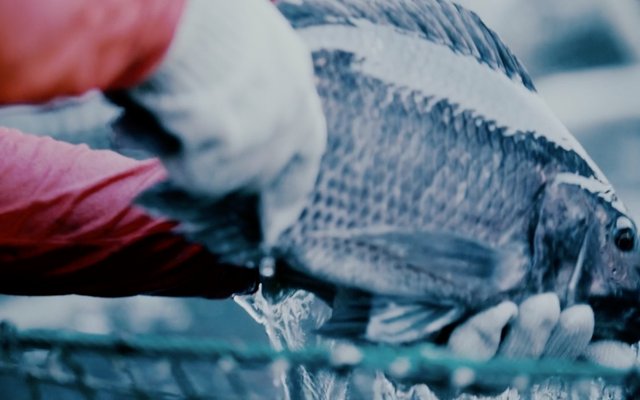 Regal Springs adopts stunner technology that improves welfare standards for tilapia