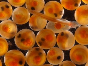 Stofnfiskur targets Chinese land-based salmon industry