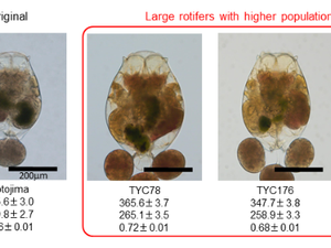 Researchers create larger mutant rotifers for larviculture