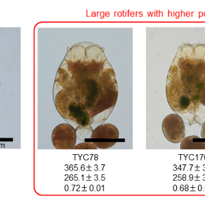 Researchers create larger mutant rotifers for larviculture
