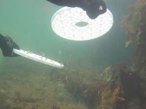 Orkney Shellfish Hatchery releases first stock of juvenile clawed lobsters into the wild