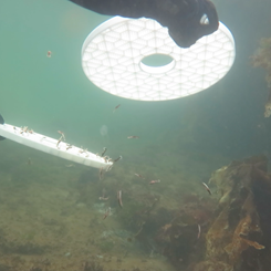 Orkney Shellfish Hatchery releases first stock of juvenile clawed lobsters into the wild