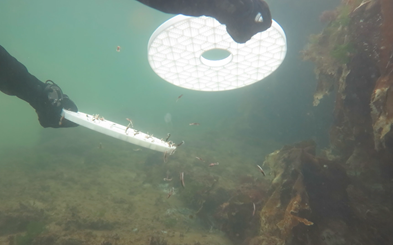 Orkney Shellfish Hatchery releases first stock of juvenile clawed lobsters into the wild