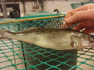 Researchers provide multifactorial protocol for pikeperch larviculture