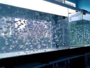 Indonesian government commits support for RAS hatchery technology