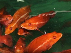 Aquaculture experts aim to scale up ballan wrasse hatchery production