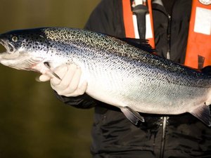 Mowi begins salmon culls in Canadian hatchery