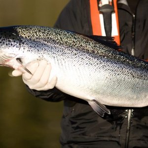 Mowi begins salmon culls in Canadian hatchery