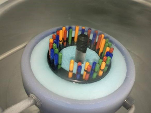 Researchers introduce new standardization of cryopreservation protocols for marine organisms