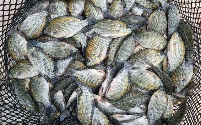 Taiwan funds African tilapia breeding project