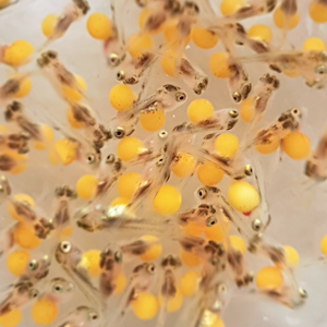 Colombia authorizes tilapia genetics importer