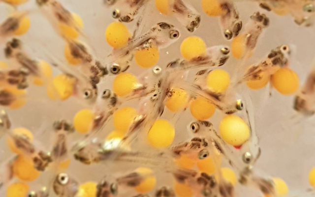 Colombia authorizes tilapia genetics importer