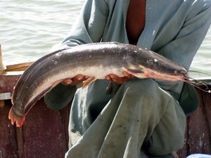 Indian fish farmers warned against breeding African catfish