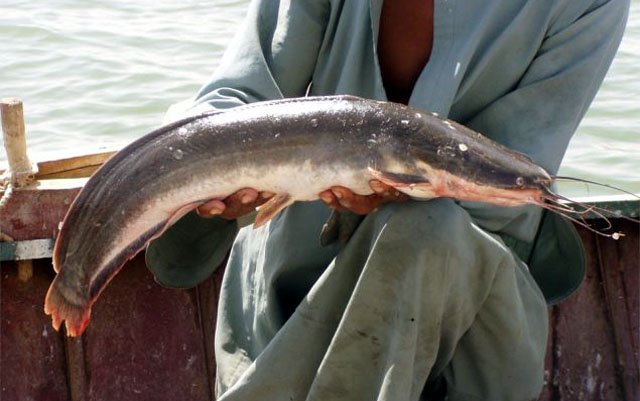 Indian fish farmers warned against breeding African catfish