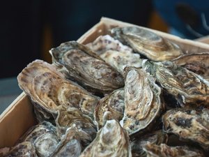 Researchers develop rapid PCR testing system to detect oyster diseases