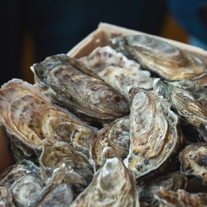 Researchers develop rapid PCR testing system to detect oyster diseases