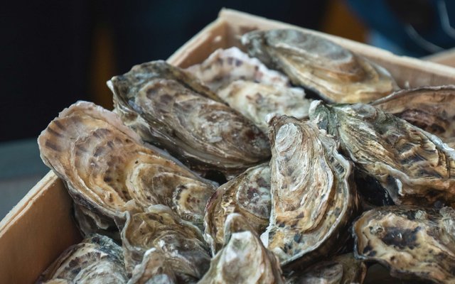 Researchers develop rapid PCR testing system to detect oyster diseases