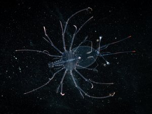 Opportunities for lobster aquaculture development in Southeast Asia