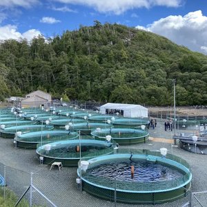 Scottish salmon hatchery gets an organic upgrade