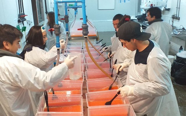 Pincoy project develops homozygous salmon eggs against SRS