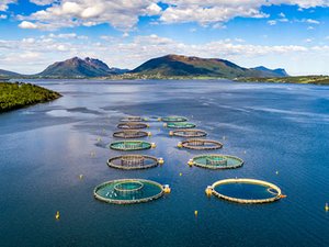 RaboResearch report forecasts strong aquaculture demand for 2022