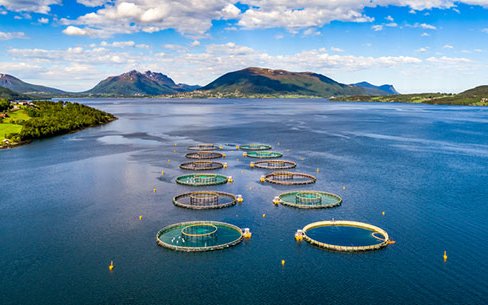 RaboResearch report forecasts strong aquaculture demand for 2022