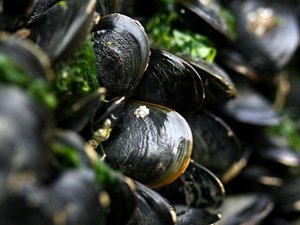 US projects to examine impacts of stressors on shellfish aquaculture