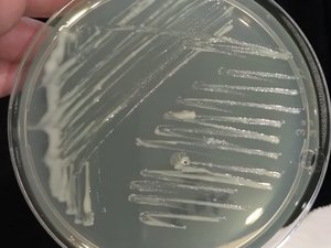 Hendrix Genetics, INCAR partner to fight BKD