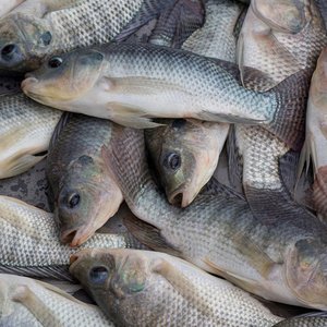 New grant to develop vaccine for tilapia lake virus