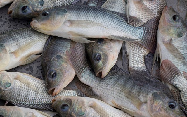 New grant to develop vaccine for tilapia lake virus