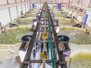 ASC opens public consultation to audit RAS farms