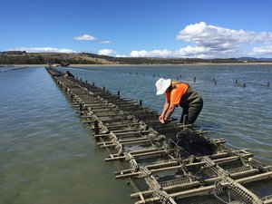 Disease-resistant Tasmanian oysters help safeguard South Australian oyster industry