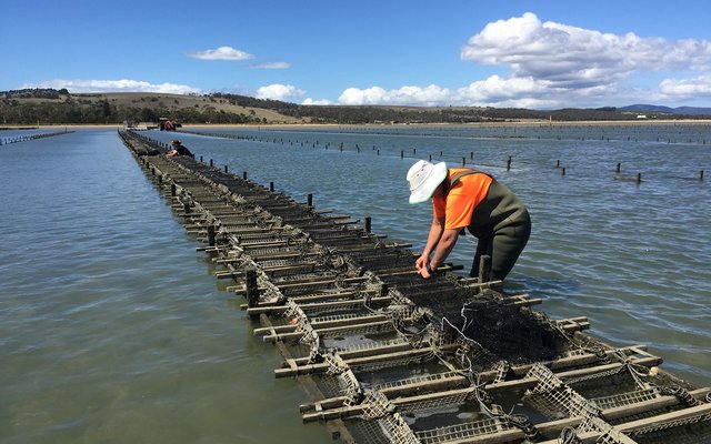 Disease-resistant Tasmanian oysters help safeguard South Australian oyster industry