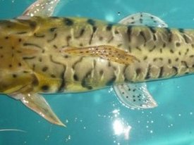 Peruvian researchers to develop feeding protocol for Amazon catfish early stages