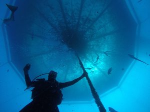 Canadian $29 million project to monitor fish health