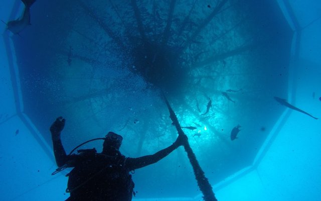 Canadian $29 million project to monitor fish health