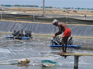Aquaconnect to accelerate technology adoption by Indian aquafarmers