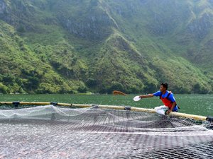 Benchmark Genetics to support Regal Springs tilapia breeding programs