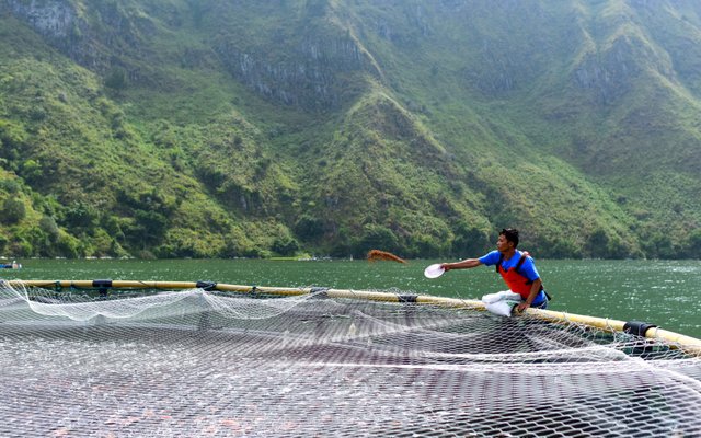 Benchmark Genetics to support Regal Springs tilapia breeding programs