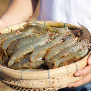 Bayer to boost its position in shrimp farming market