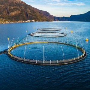 EU report predicts 17% decrease in aquaculture sales due to pandemic