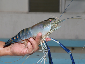 New Macrobrachium hatchery to ramp up production in the Philippines