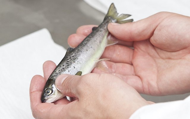 SuperSmolt FeedOnly patent imminent for owner Europharma