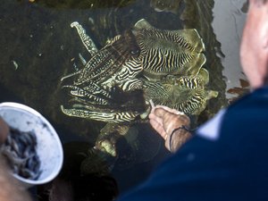 Advances in zootechnical conditions pave the way for industrial cuttlefish production
